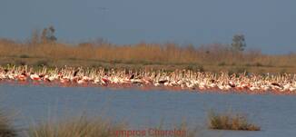 ΑΣΤΕΙΡΕΥΤΗ ΟΜΟΡΦΙΑ ΣΤΗΝ ΑΙΤΩΛΟΑΚΑΡΝΑΝΙΑ: ΜΕΓΑΛΗ ΣΥΓΚΕΝΤΡΩΣΗ ΜΕΤΑΝΑΣΤΕΥΤΙΚΩΝ ΠΟΥΛΙΩΝ ΣΤΙΣ ΕΚΒΟΛΕΣ ΤΟΥ ΑΧΕΛΩΟΥ