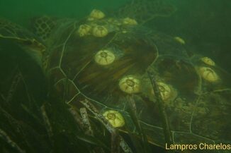 ΣΠΑΝΙΑ ΠΡΑΣΙΝΗ ΘΑΛΑΣΣΙΑ ΧΕΛΩΝΑ ΣΤΗ ΛΙΜΝΟΘΑΛΑΣΣΑ ΜΕΣΟΛΟΓΓΙΟΥ-ΑΙΤΩΛΙΚΟΥ